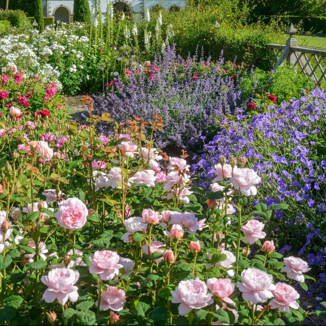 新手必种月季2：瑞典女王——不垂头长势快，耐热耐寒，还耐半阴