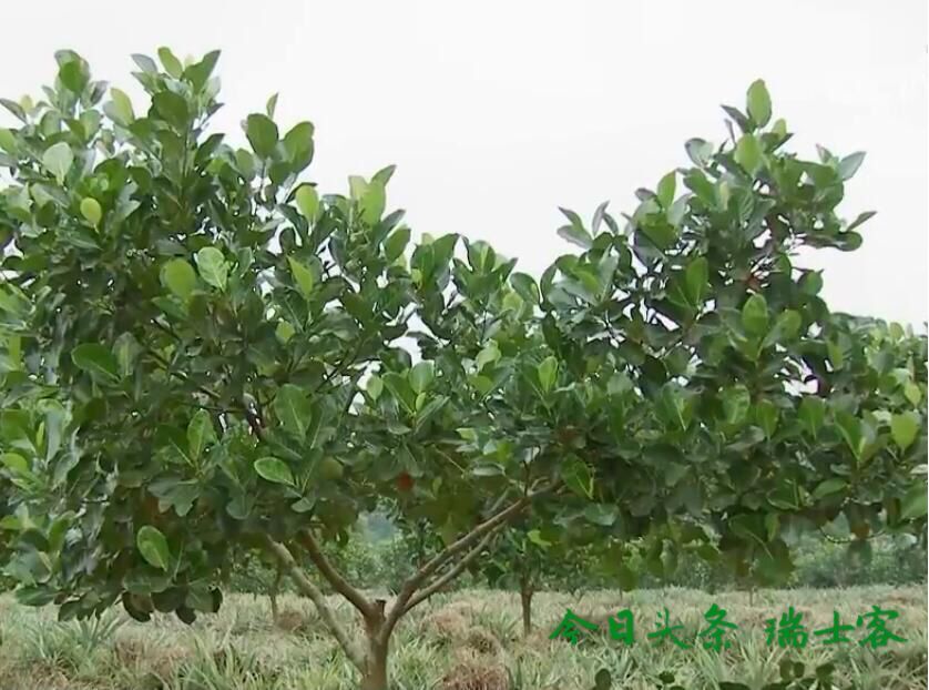 菠萝蜜多年不结果,多年枇杷树不结果