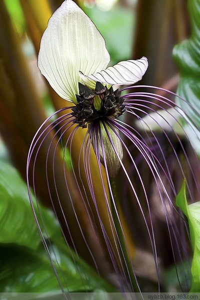最好记的花名大全,很难得一见的花