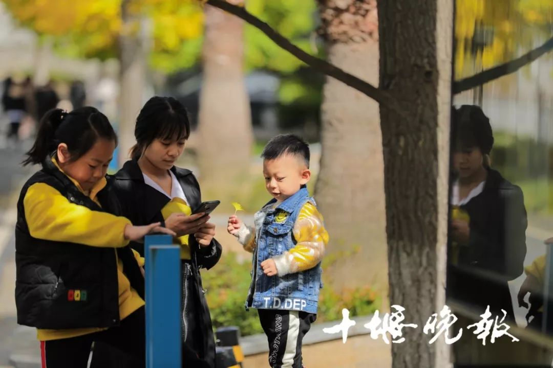 十堰银杏风景区在哪里,十堰银杏景点