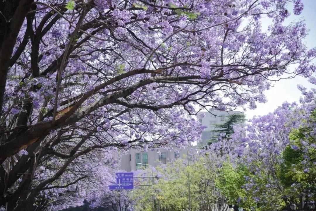 蓝花楹西昌航天北路公交车,蓝花楹卫星宾馆