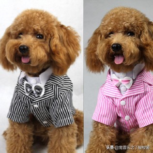 泰迪犬呕吐原因,泰迪犬总是要呕吐是怎么回事