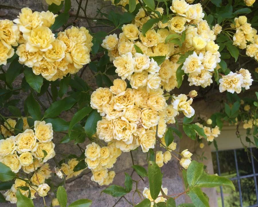 适合阳台养的藤本开花植物有哪些,适合做花墙的藤本植物