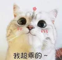 猫干粮和罐头的占比,猫罐头干的好还是稀的好