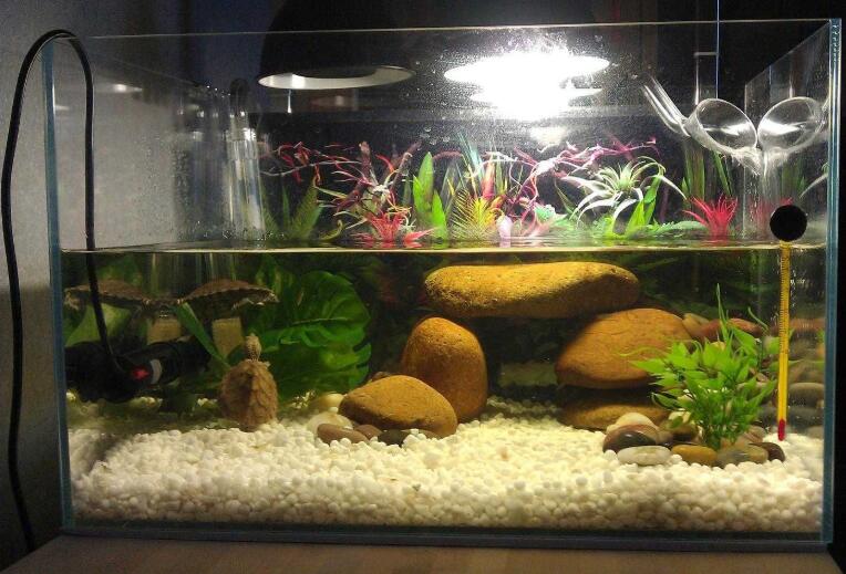 龟打架咬手,龟打架怎么办视频