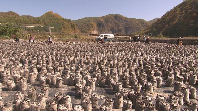 抚松县原始森林,吉林抚松森林