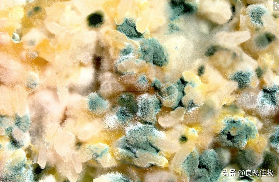 能饮水的脱霉剂预防治疗,鸡霉菌性胃肠炎,养殖户必收藏