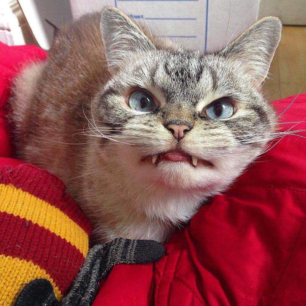 猫咪闹脾气绝非小事，轻视猫咪的情绪会有严重后果，伤猫又伤己