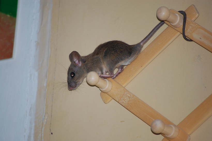 尼康d40机身,尼康第一部数码单反