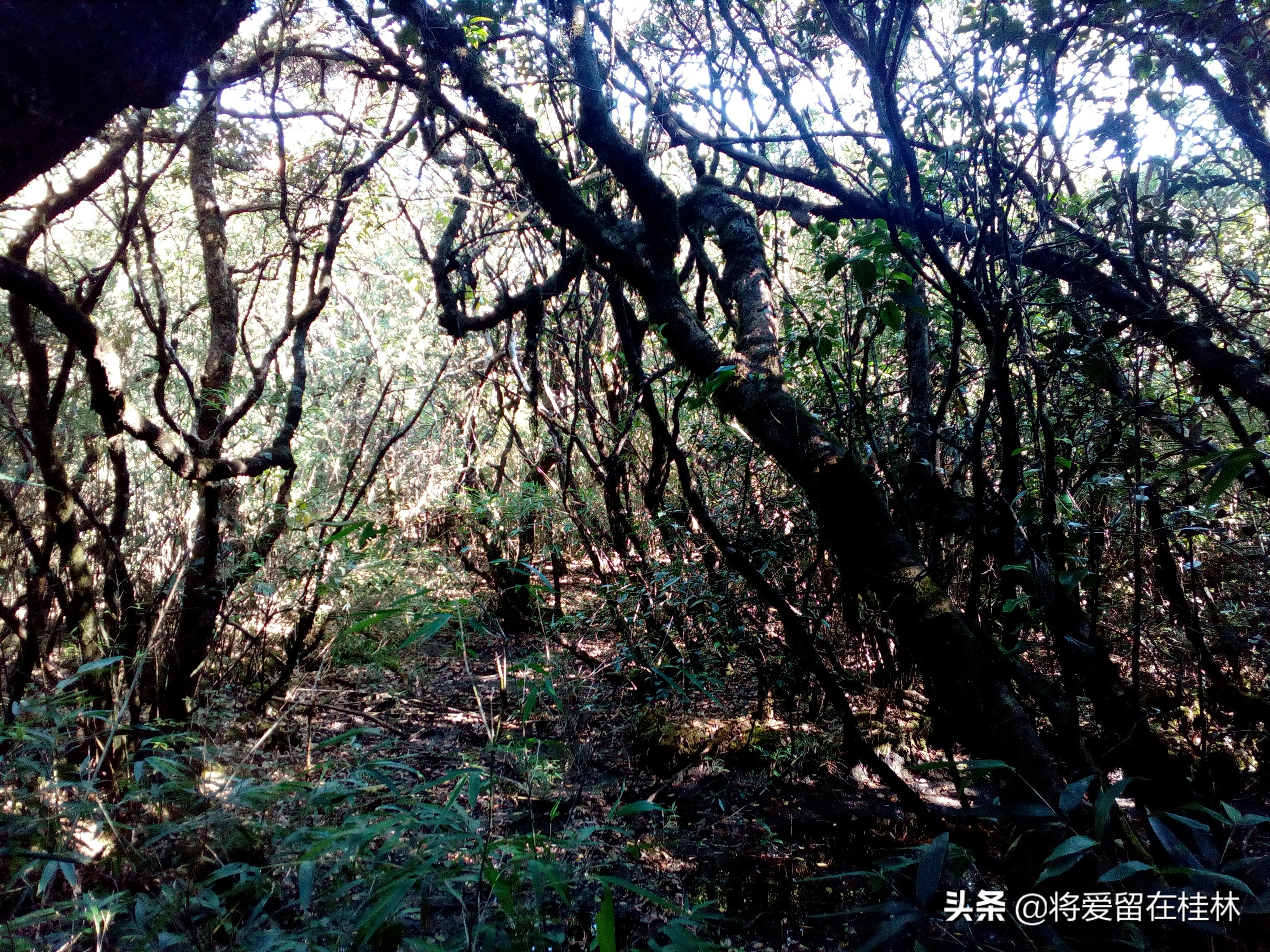 一路向北到桂林自驾游,一路向北柳州紫荆花