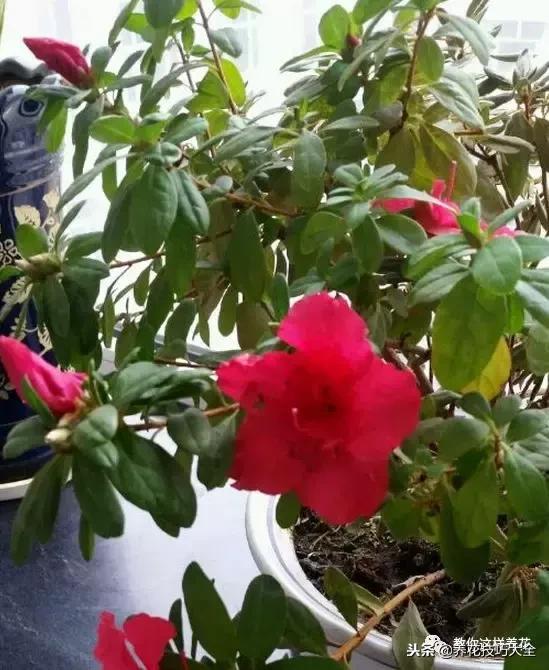 杜鹃花死了能活多久,快死的杜鹃花还能救活吗