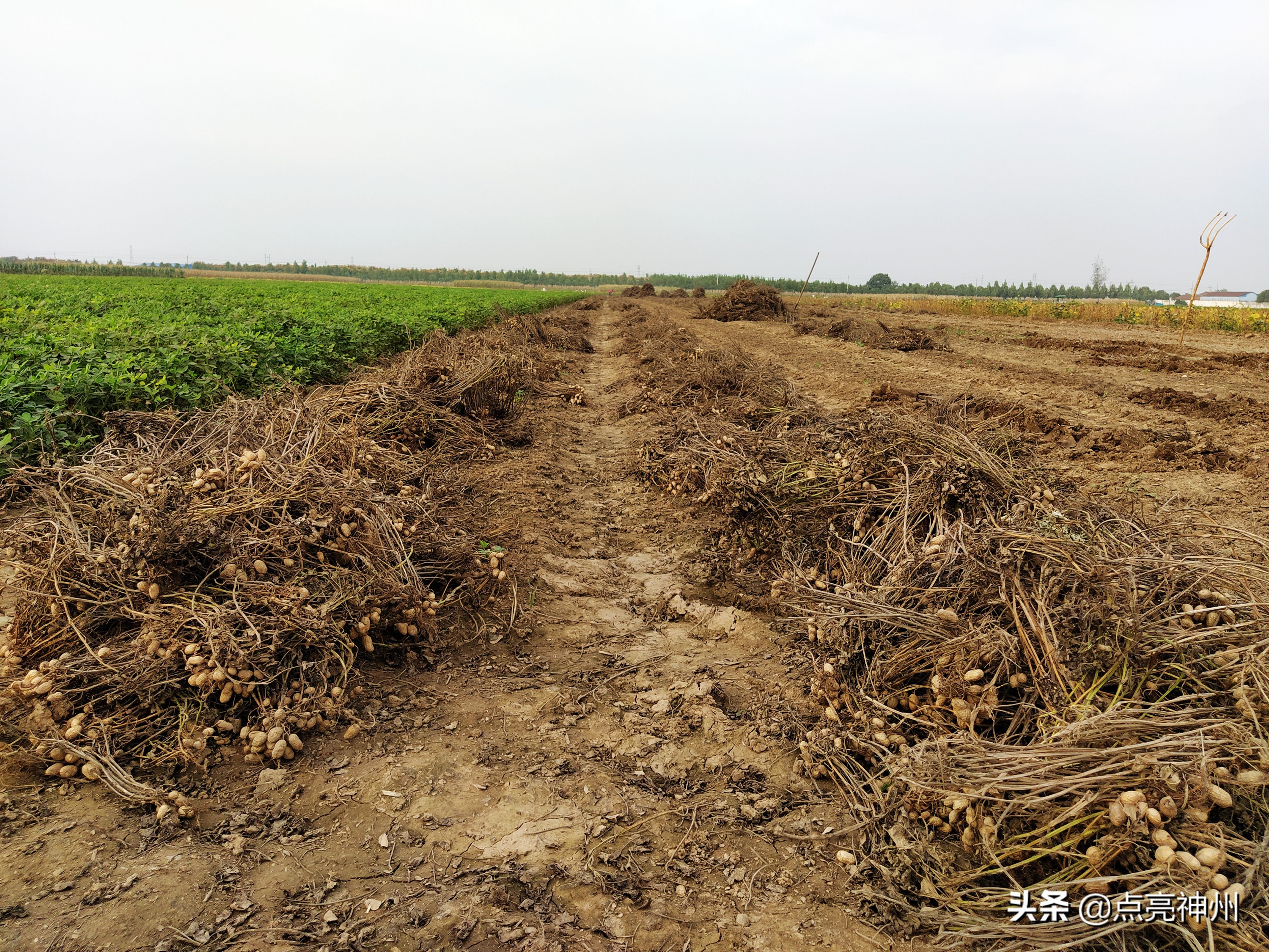 农村收花生的辛苦,下乡收花生挣钱吗