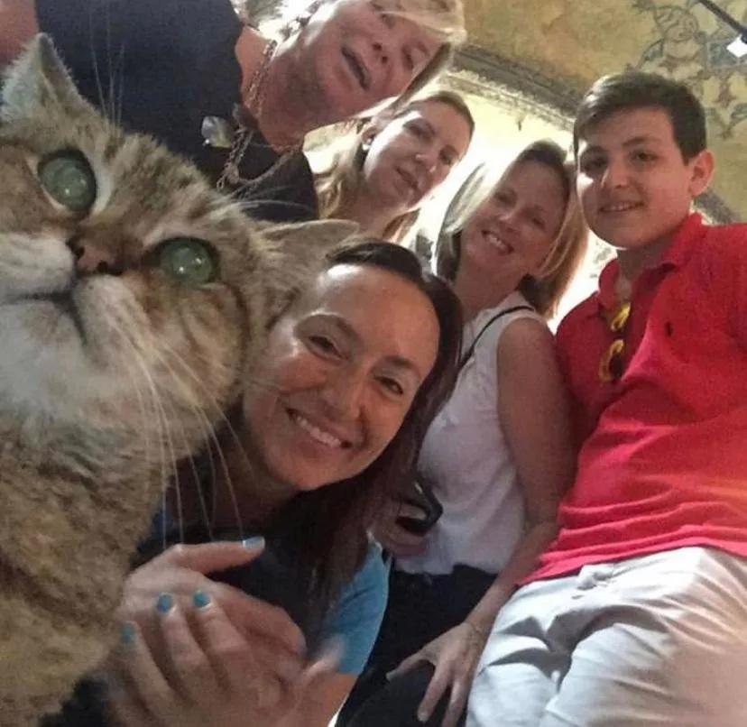 去土耳其当猫好吗,在土耳其做一只幸福的猫