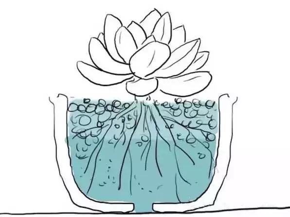 多肉被风雨袭击,多肉被雨水泡过怎么办