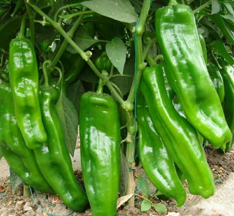 辣椒苗根部长白霉点是什么原因,辣椒茎杆腐烂并长白霉是什么病