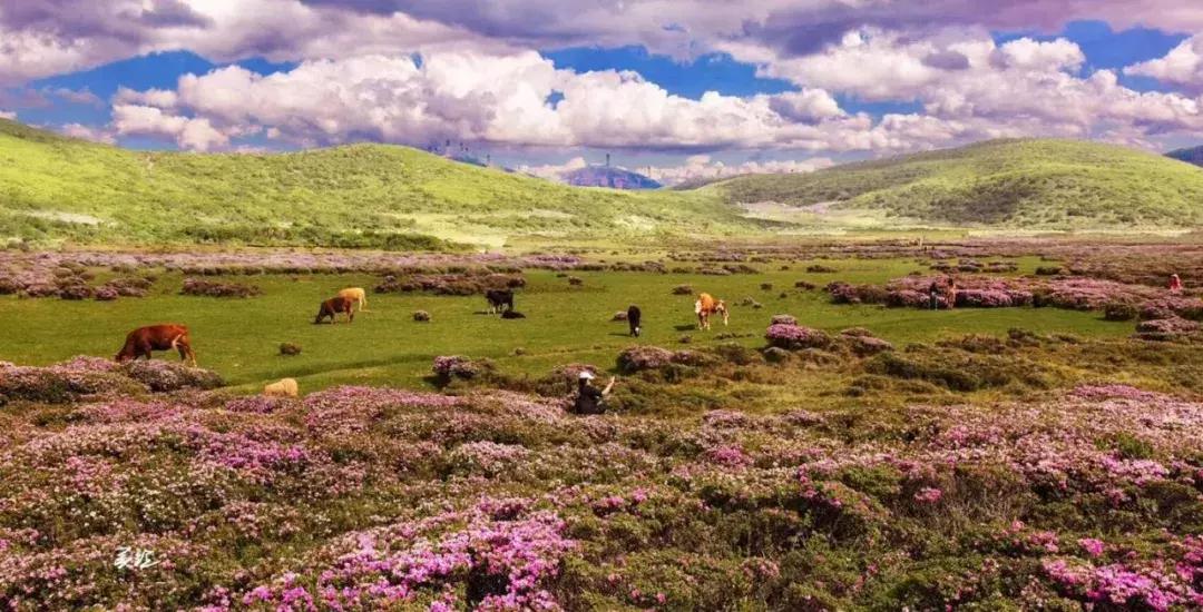 凉山最漂亮的花海,西昌赏花攻略