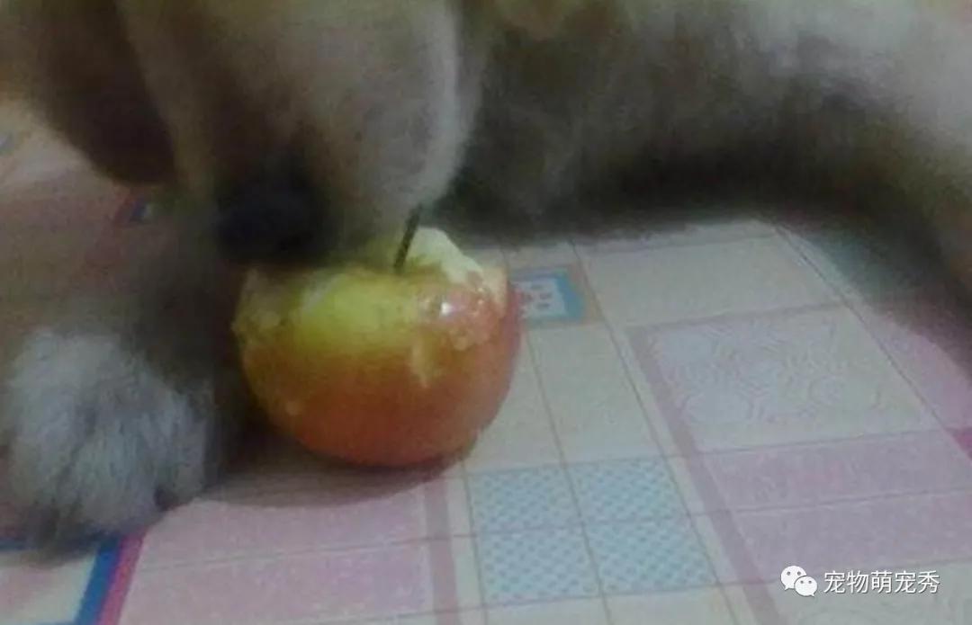 金毛犬莫名受伤主人苦寻真相,金毛犬误食食物