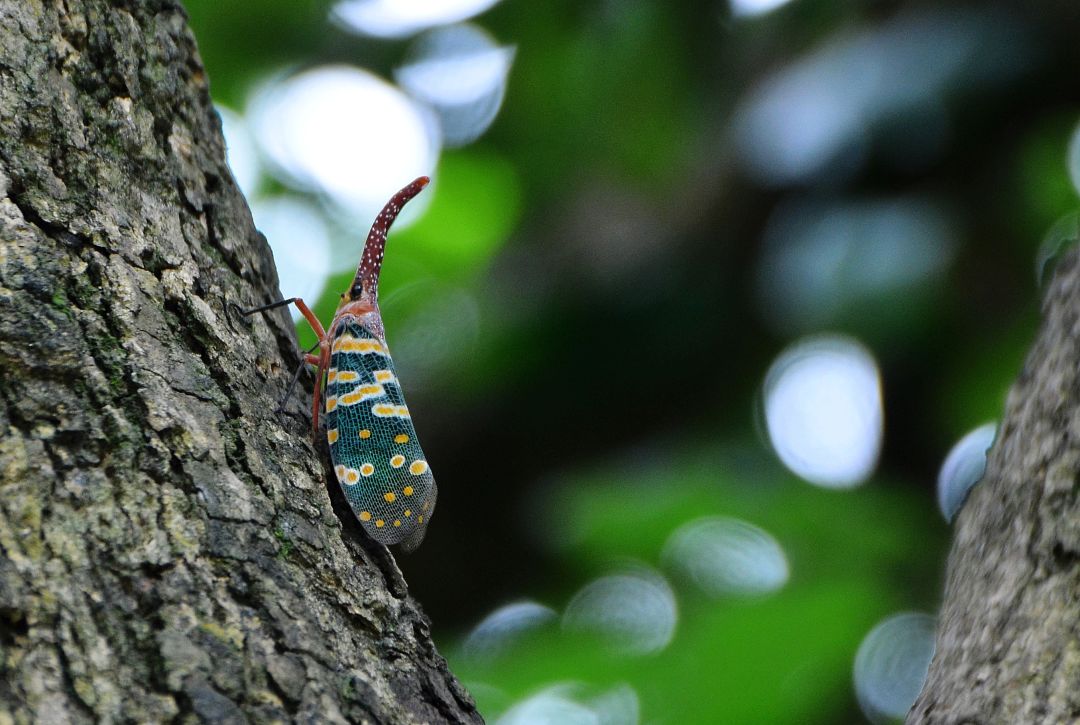 好看的鞘翅目昆虫图片,世界上最罕见的昆虫摄影