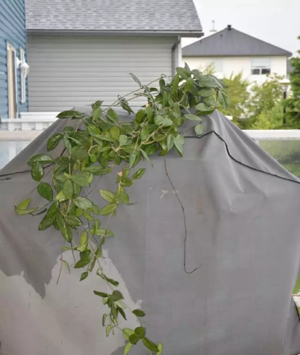 球兰怎么才能开花多,球兰用什么肥可以爆花