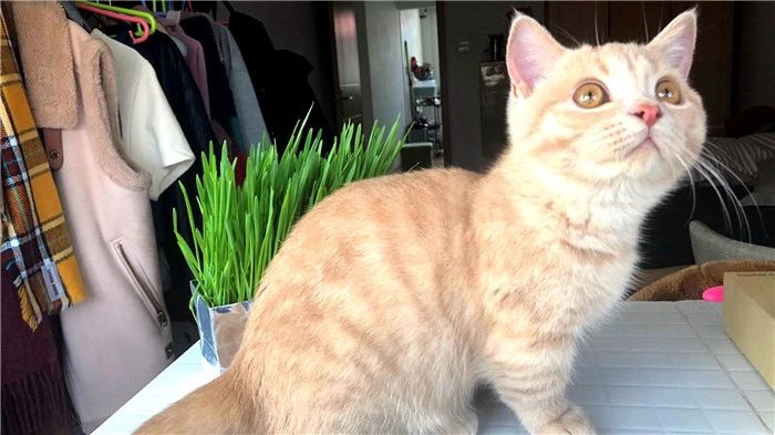 猫薄荷对人有什么影响,猫咪对猫薄荷的影响