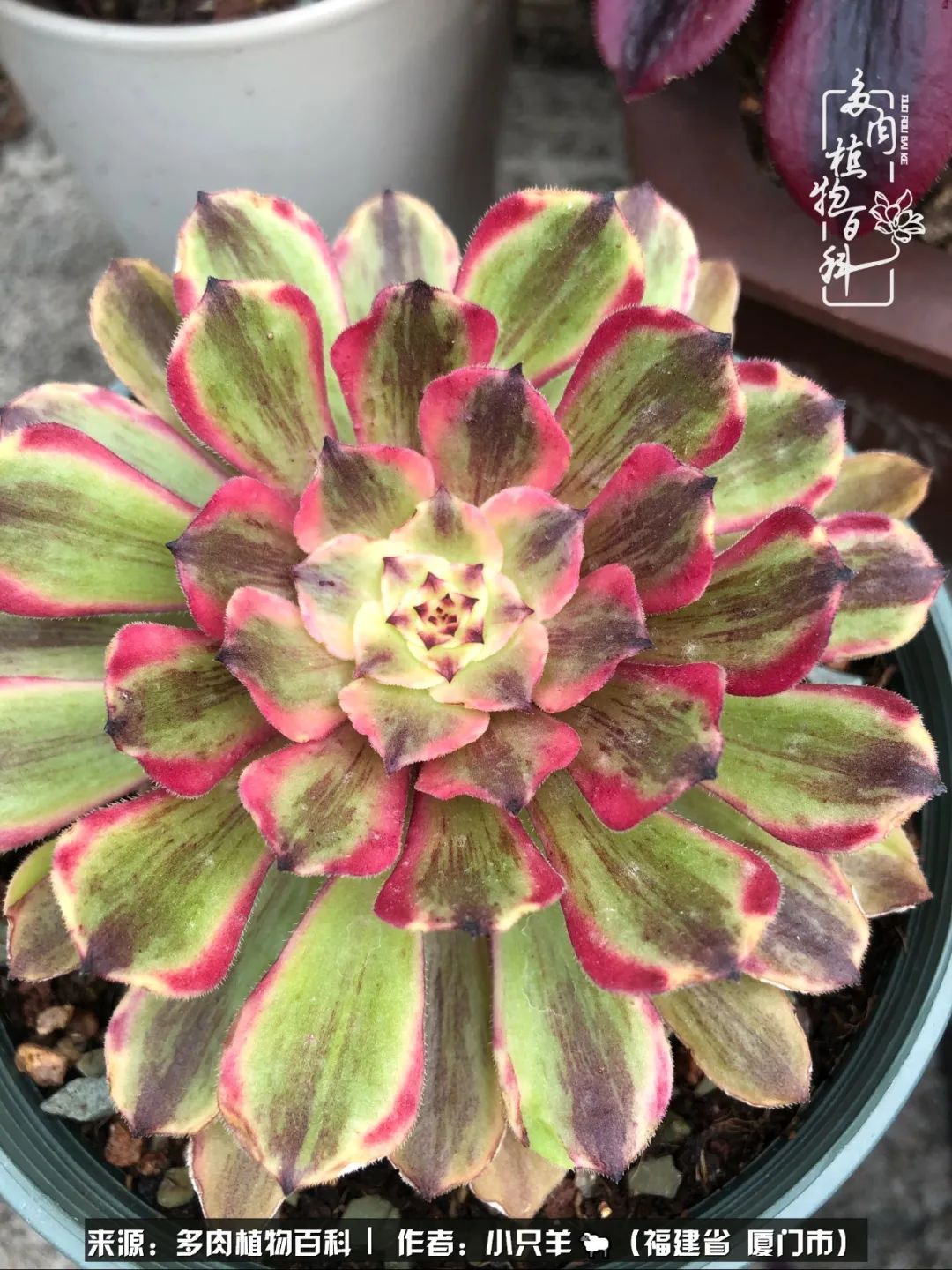 多肉像葡萄一样,多肉像铃兰一样