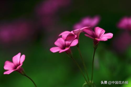 花园必备植物大全,花园常用植物科普