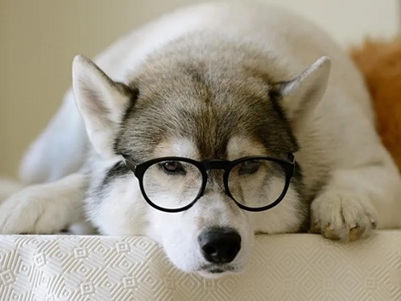 宠物狗需要办证是主人留着吗,宠物狗需要办什么证吗上海