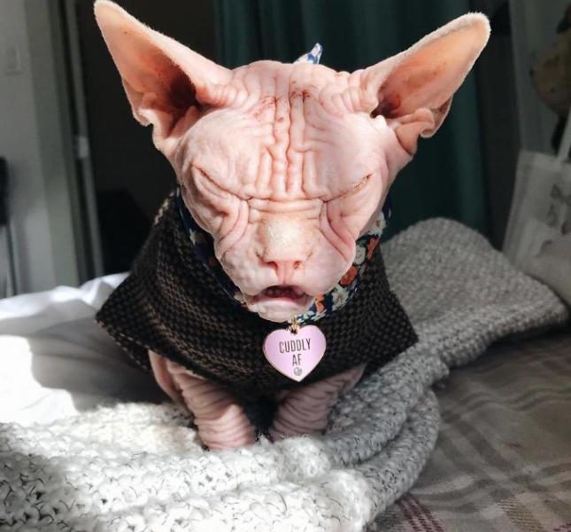 为什么喜欢斯芬克斯猫,斯芬克斯猫亲近人吗