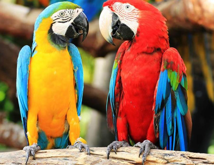 鹦鹉为啥啄掉自己的毛给别人,鹦鹉换毛把自己啄秃了