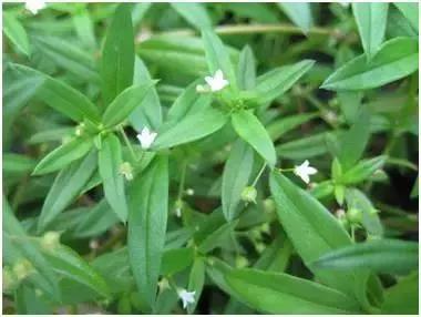 白花蛇草水为什么是山东特产,青岛特产白花蛇草水