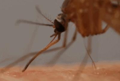 蚊子能传播一大堆疾病，为什么不能传染艾滋病？