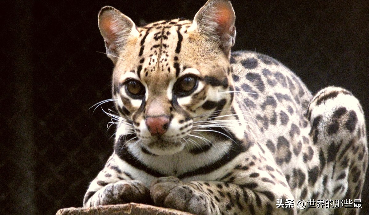 像虎一样的宠物,猫科猛兽动物