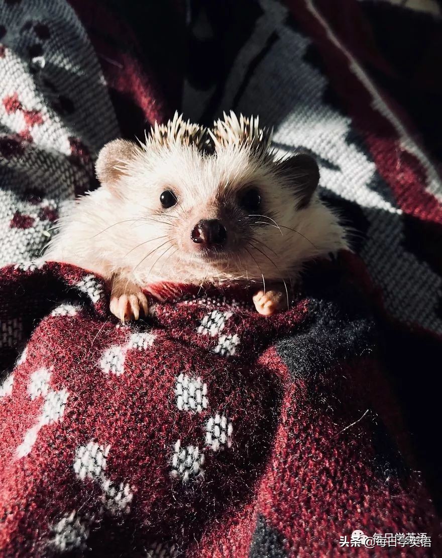 别总是云吸猫了，换一波小刺猬试试~