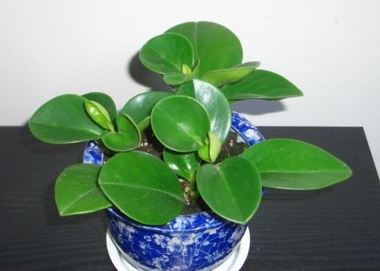 碧玉开花怎么修剪,碧玉花怎样修剪