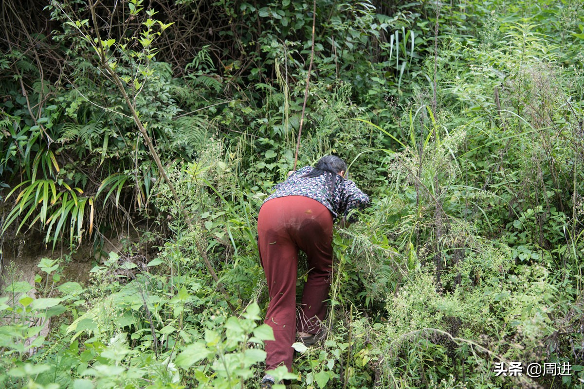 这种果子的果肉酷似一条虫子,野外发现一种奇怪的野果