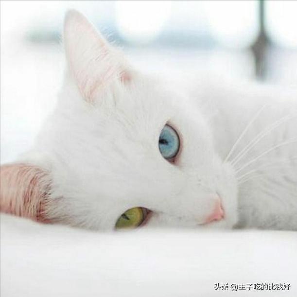 一只健康的猫咪,一只健康的猫和折耳猫