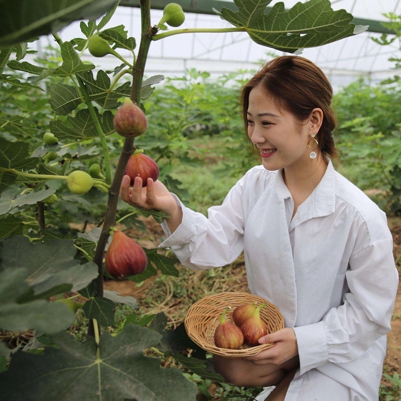 秋天扦插花苗,秋天扦插的小苗