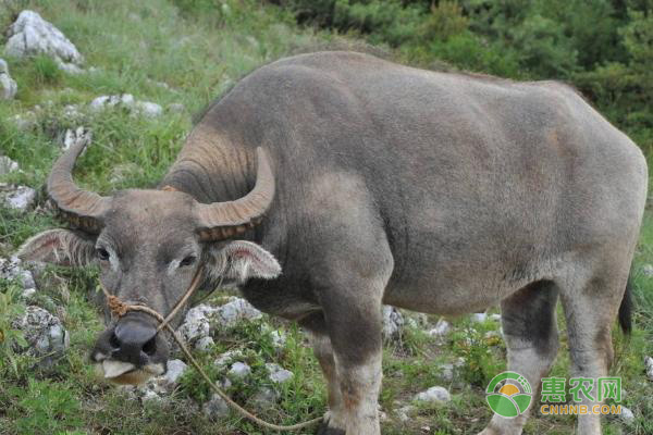 牛得了百叶干后期怎么治疗,牛的干百叶怎么治疗