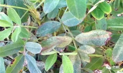 花生高产栽培技术视频,种花生到收花生的所有过程