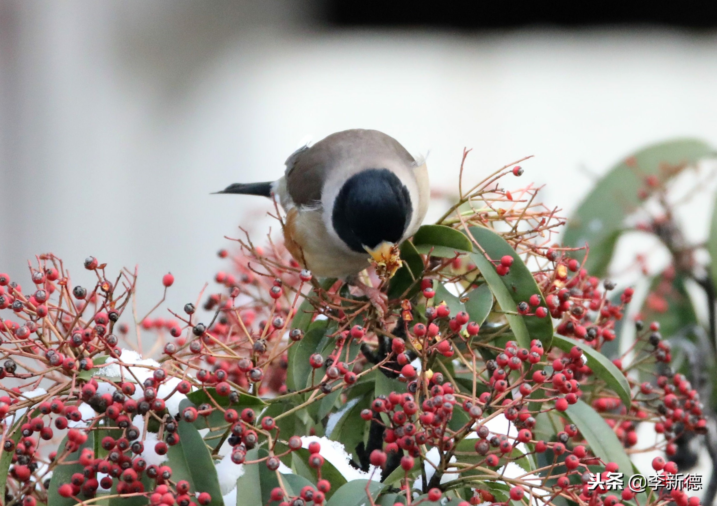 合肥拍到的小鸟,安徽有乌鸫鸟