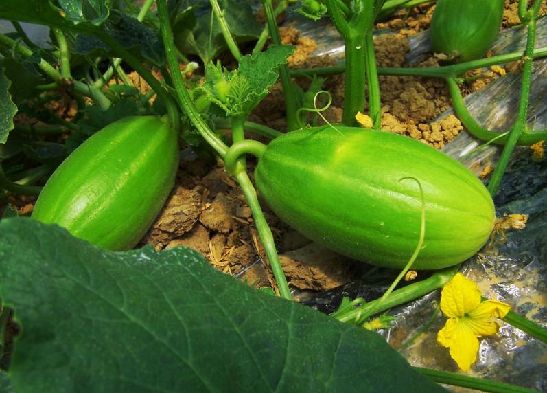 西瓜甜瓜种植施肥防病虫害技术,早春大棚甜瓜主要病虫害有哪些