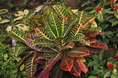 50种常见花卉浇水技巧,50种花卉种植技巧