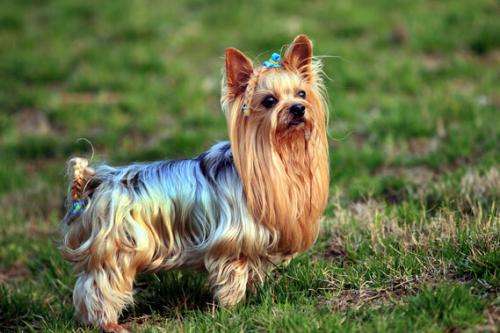 不掉毛无体味性格温顺的小型犬,宠物狗大全表