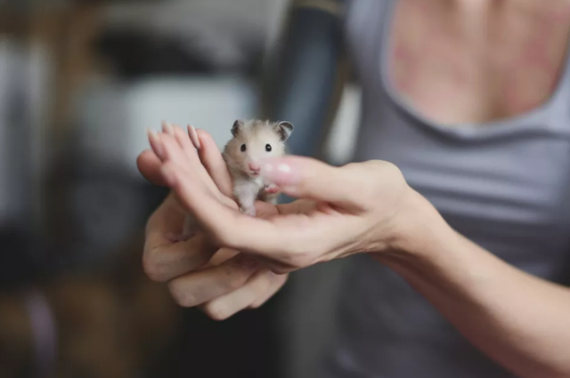 怎么照顾怀孕的仓鼠,仓鼠生完孩子后如何补充营养