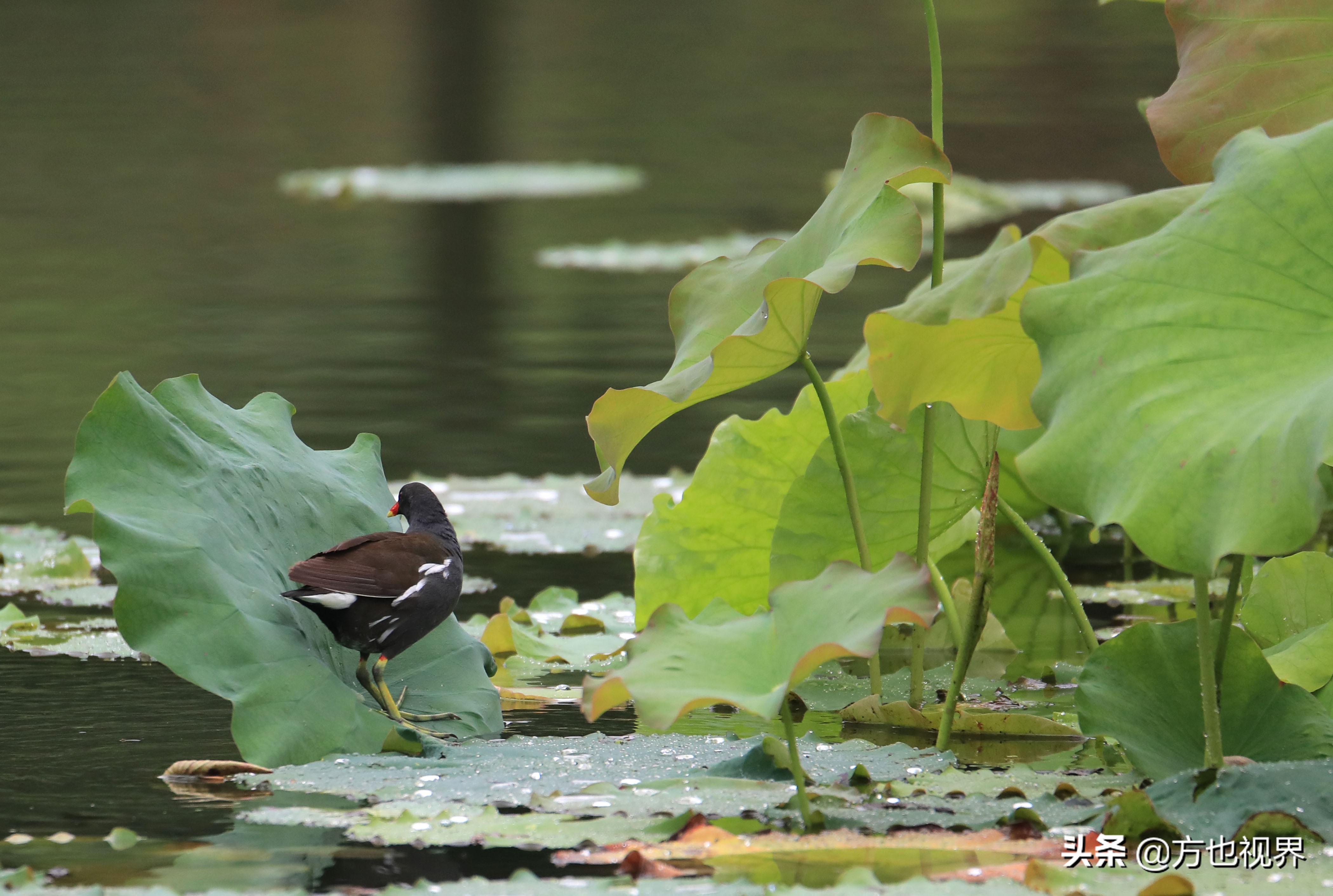 黄山盛夏荷花别样红视频,黄山夏天荷花