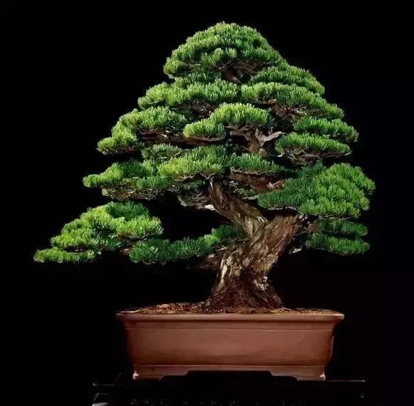 这才是世界上最贵的花卉,十大名贵花卉家养