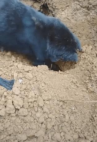 黑嘴土狗挖鼠洞,土狗挖老鼠洞