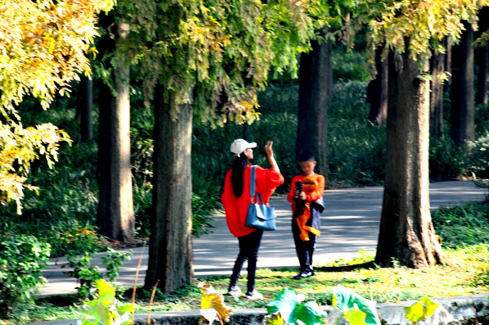 湖北恩施水杉在哪里,恩施水杉公园