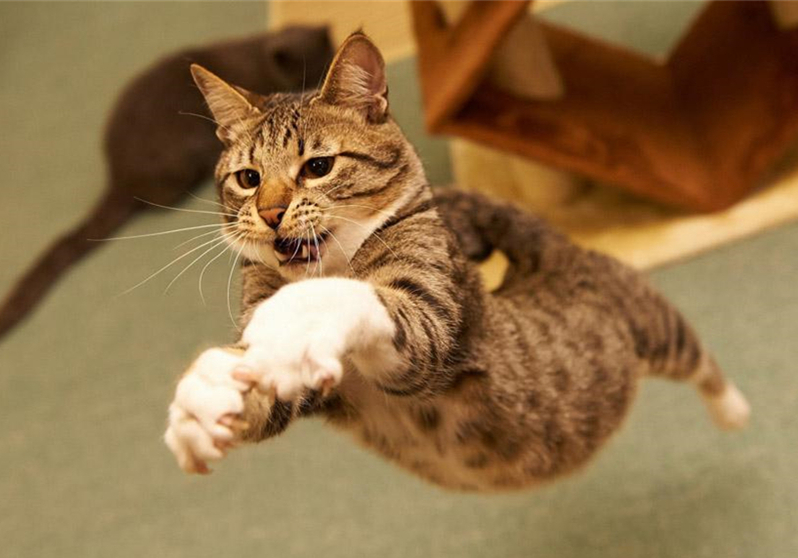 猫咪迟迟不怀孕怎么回事,猫咪死胎不出来怎么办