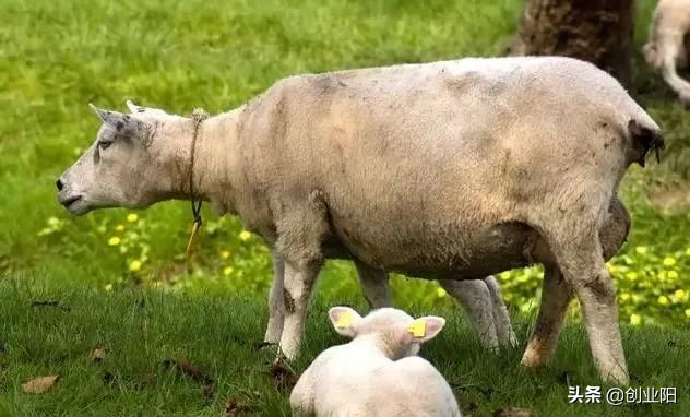 羊胀气一招解决的好办法,羊有点轻微的胀气如何处理